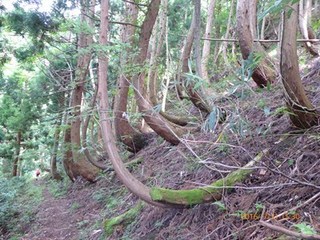 s-P1000511.jpg