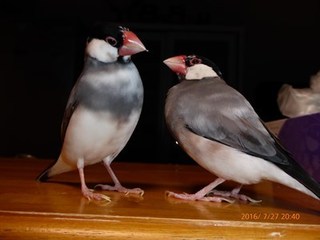 s-P1000573.jpg