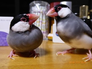 s-P1000576.jpg