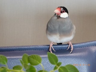 s-P1000587.jpg