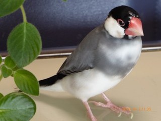 s-P1000591.jpg