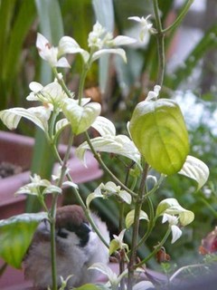 s-P1000718.jpg