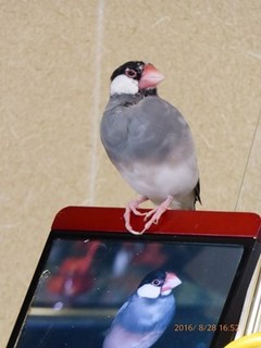 s-P1000733.jpg