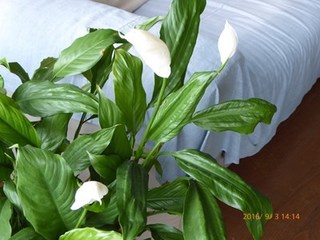 s-P1000743.jpg