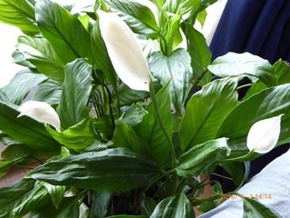 s-P1000745.jpg