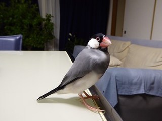 s-P1000778.jpg