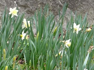 s-P1000784.jpg