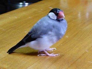 s-P1000786.jpg