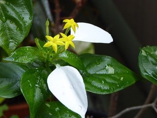 s-P1000797.jpg