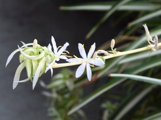 s-P1000801.jpg