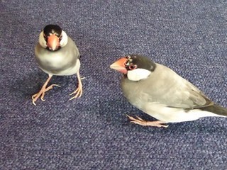 s-P1000822.jpg