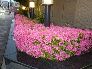 s-P1000866.jpg