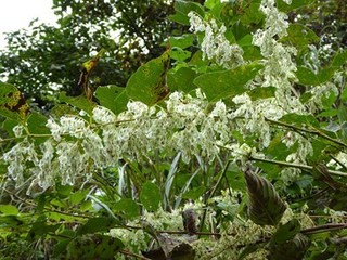 s-P1000871.jpg
