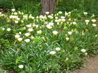 s-P1000872.jpg