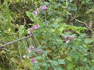 s-P1000875.jpg