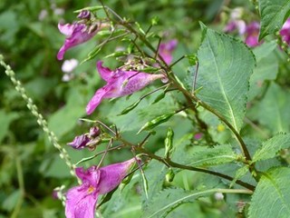 s-P1000894.jpg