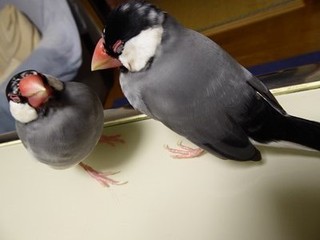 s-P1000960.jpg