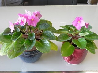 s-P1010056.jpg