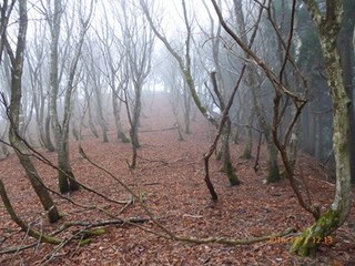 s-P1010089.jpg