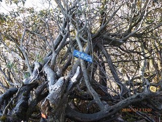 s-P1010119.jpg