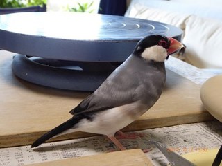 s-P1010267.jpg