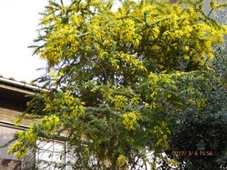 s-P1010299.jpg