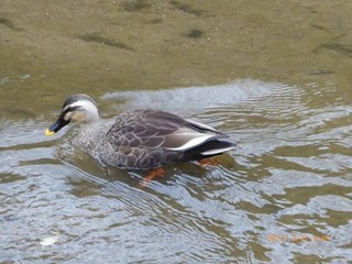 s-P1010359.jpg