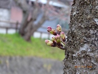 s-P1010362.jpg