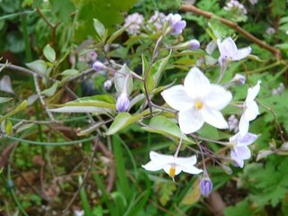 s-P1010393(1).jpg