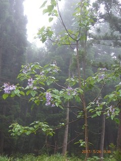 s-P1010464.jpg