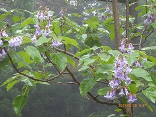 s-P1010467.jpg