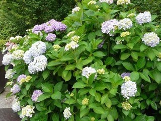 s-P1010497.jpg