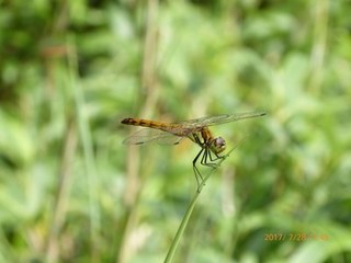 s-P1010556.jpg