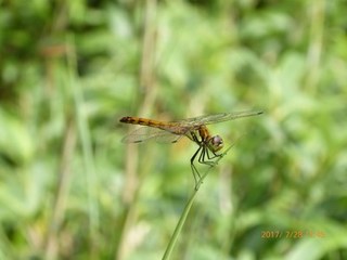 s-P1010556.jpg