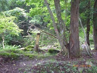 s-P1010574.jpg