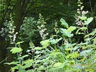 s-P1010576.jpg