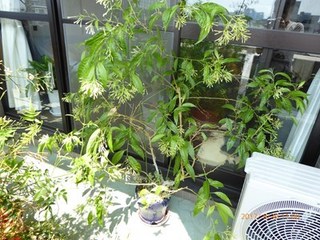 s-P1010609.jpg
