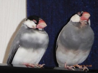 s-P1010642.jpg