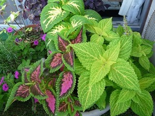 s-P1010651.jpg