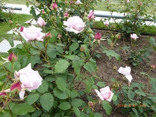 s-P1010940.jpg
