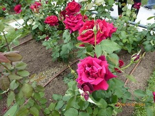 s-P1010942.jpg