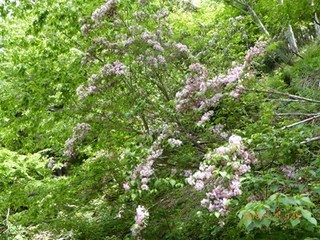 s-P1020007.jpg