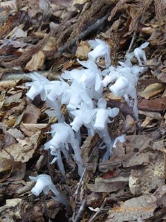 s-P1020013.jpg