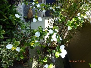 s-P1020035.jpg