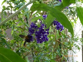 s-P1020115.jpg