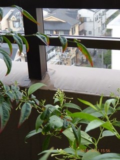 s-P1020136.jpg