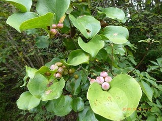s-P1020259.jpg