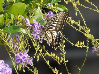 s-P1020483.jpg