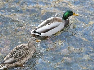 s-P1020657.jpg