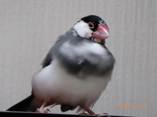 s-P1020776.jpg